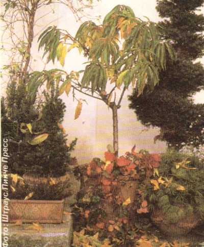 персиковое дерево на балконе осенью